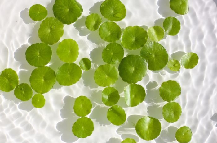 Anti-Inflamasi Bahan Alam untuk Kulit Sensitif: Apa yang Dikatakan Kajian Ilmiah?